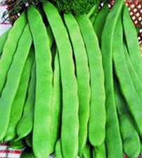 Stangenbohnen Hilda - 100 g