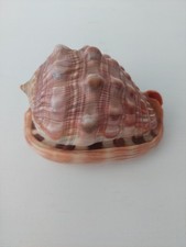 Wunderschöne Muschel