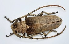 Cerambycidae, Apriona aphetor