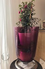 Große violette kelchförmige