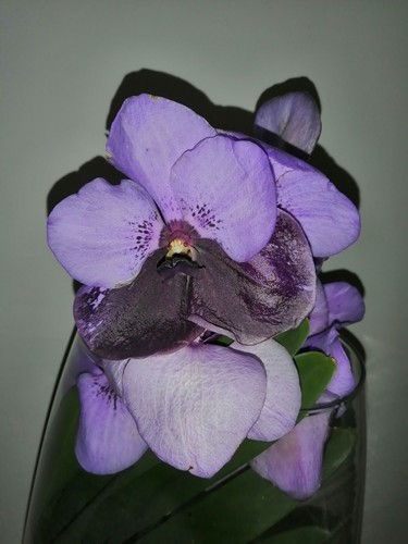 Vanda two tone - @/(◕‿◕)@,