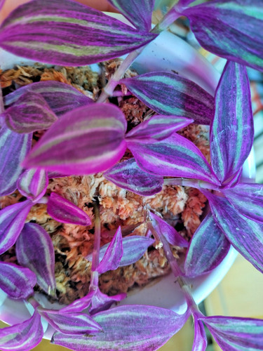 Tradescantia pink paradise - pink,