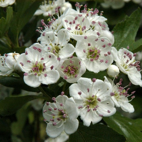 Eingriffeliger weißdorn - eingriffeliger,