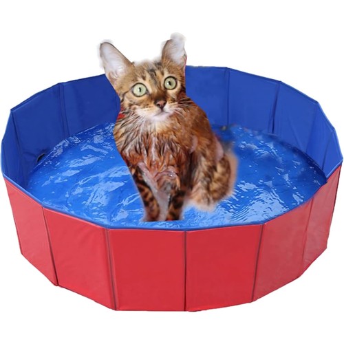 Hundepool hund schwimmbad - hund,