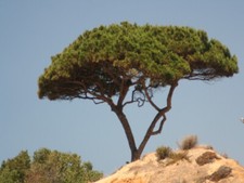 5 Pinien-Samen Schirm- oder Mittelmeerpinie, Pinus pinea oder Pinaster gemischt