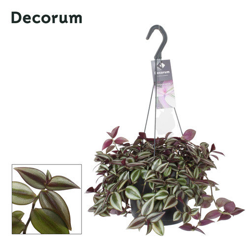 Tradescantia zebrina purpusi - zebrina,