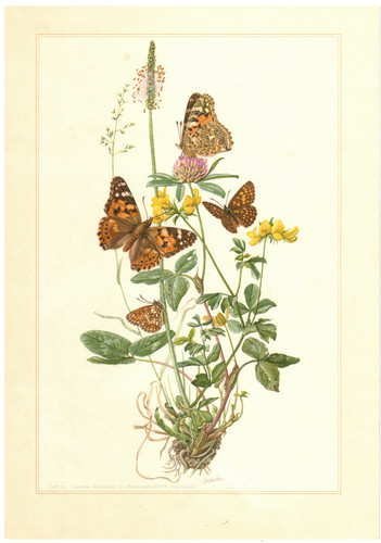 Scheckenfalter melitaeini - scheckenfalter,