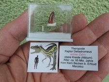 Zahn vom Raptor Deltadromeus