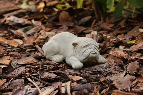Bulldogge klein liegend