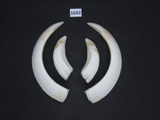 Wildschwein Waffe (nr. 1692)