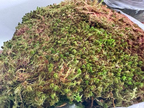 Sphagnum moos rot grün lebend - rot&grün,