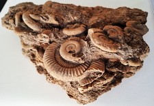 unbearbeiteter Stein - Fosilien Dactylioceras aus Schlaifhausen