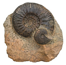 Dogger Schaustufe mit Bredyia sieboldi & Graphoceras  Ammonit Geisingen   KE32-7