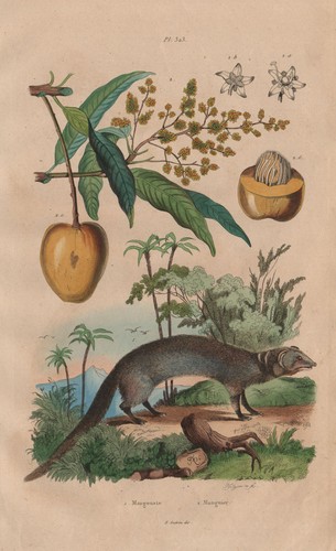 Säugetiere mangouste - sÄugetiere.,