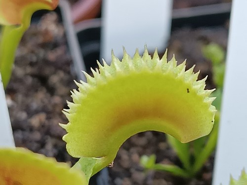 Dionaea muscipula dentata