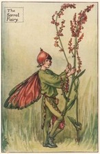 Sauerampfer Fee von Cicely