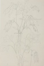 Pflanzenstudie, Blume, Akelei, Bleistiftzeichnung, 20. Jahrhundert