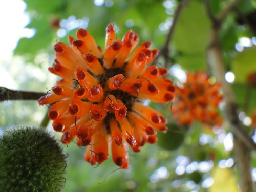 Broussonetia papyrifera - ,