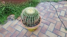 Großer Kaktus "Schwiegermuttersitz"