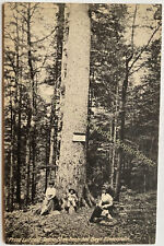 AK Prinz Luitpold Tanne bayerisch Eisenstein Landkreis Regen um 1905