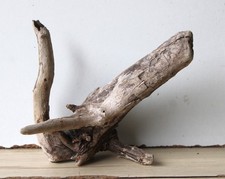 Treibholz Schwemmholz Driftwood  1 kleine Wurzel Dekoration Terrarium 19 cm hoch
