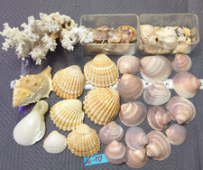 Konvolut Deko Muscheln