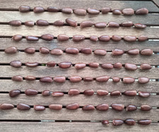 Asimina triloba - PawPaw- Indianerbanane -  84 Kerne / Samen