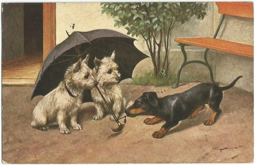 Dog umbrella westy - dog,,