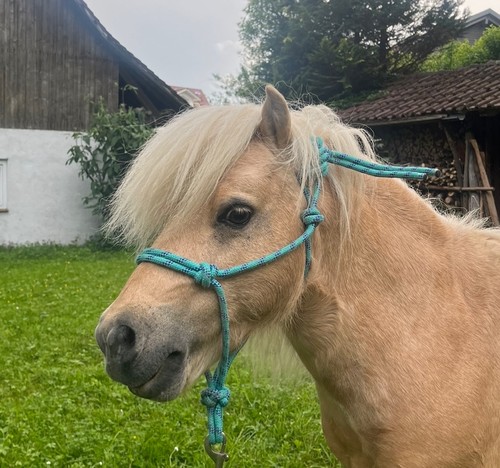 Shetty knotenhalfter - shetty,