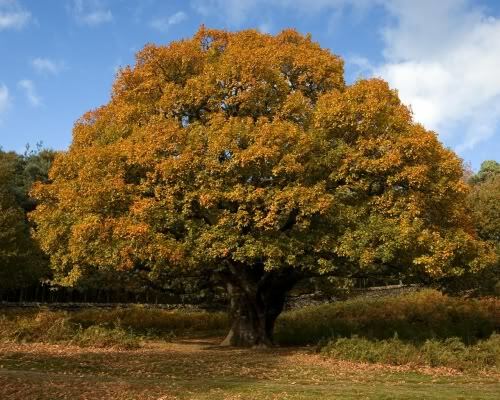 Stieleiche quercus robur - stieleiche,
