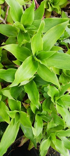 Callisia fragrans basket plant - fragrans,