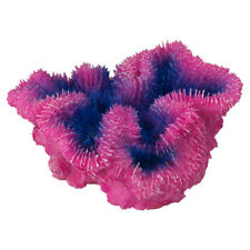 Aqua Della Koralle Symphyllia