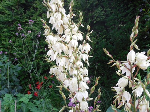 Pflanze blume staude palmlilie - pflanze/blume/staude,