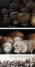 Stein-Champignon, Dübel, Pilze selber züchten, Pilzzucht, Pilzbrut, für Substrat