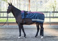 % Harry´s Horse Nierendecke