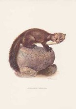 Steinmarder Martes foina