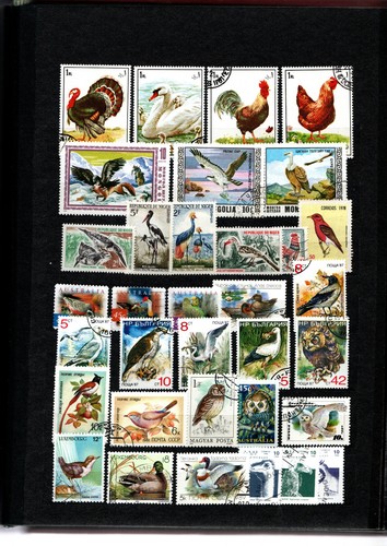 Vögel buntes lot - vögel,