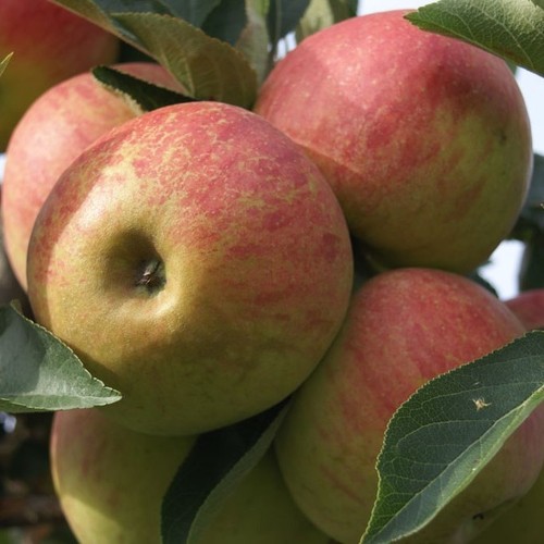 Apfelbaum elstar beliebter - elstar,