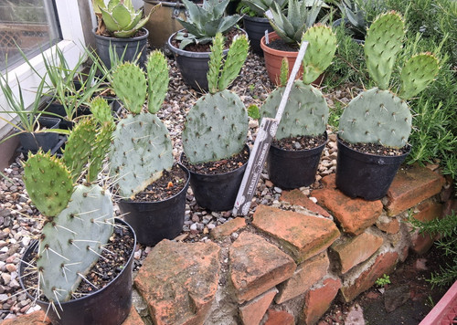 Opuntia engelmannii sandia - engelmannii, "sandia"