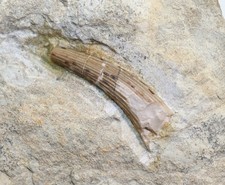 Zahn, Nothosaurus sp., Trias, Muschelkalk, Freyburg a.U., Deutschland -m165