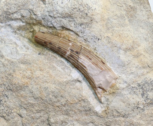 Zahn nothosaurus trias - zahn,,