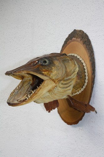 Fischpräparat tierpräparat - fischpräparat,,