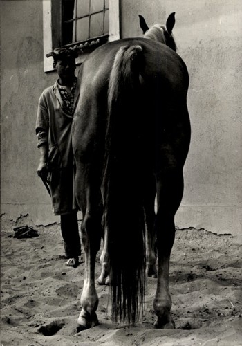Foto pferd tier - foto,