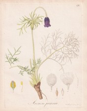 Anemone pratensis Kuhschelle
