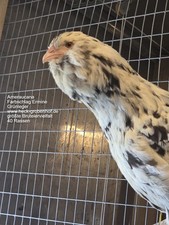 12 Bruteier Ameraucana Ermine
