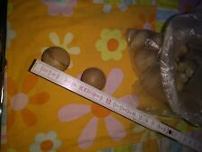 Möbelknöpfe Holz Natur rund  Durchm. 3,5 cm   10St. Set