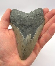 13,0 cm Kantenlänge Megalodon