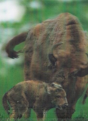 Ansichtskarte wisent - -d,