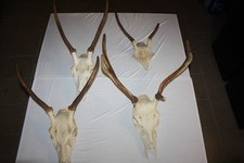 Konvolut 4 St. Hirschgeweih