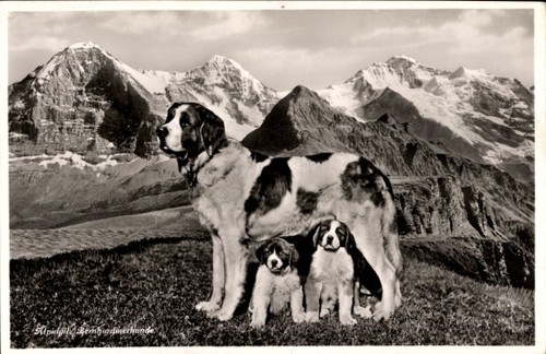 Bernhardiner den - ak,